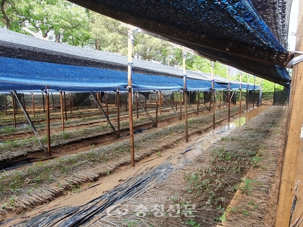 지난 5월 인삼 농가 침수 피해 모습. (사진=진천군농업기술센터 제공)