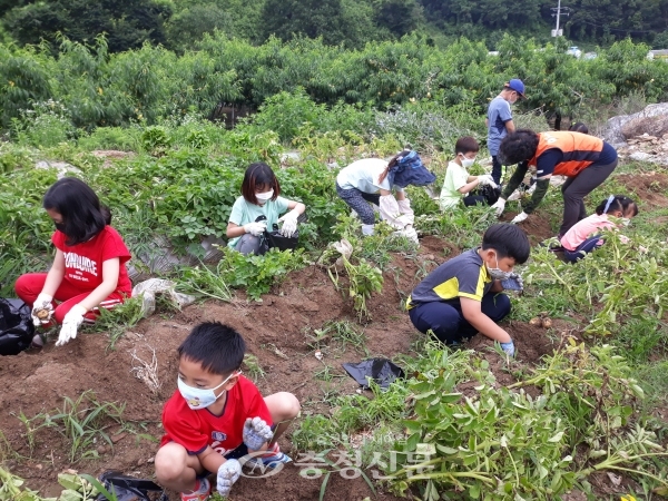 안내초등학교 감자 수확체험 모습.(사진=안내초제공)