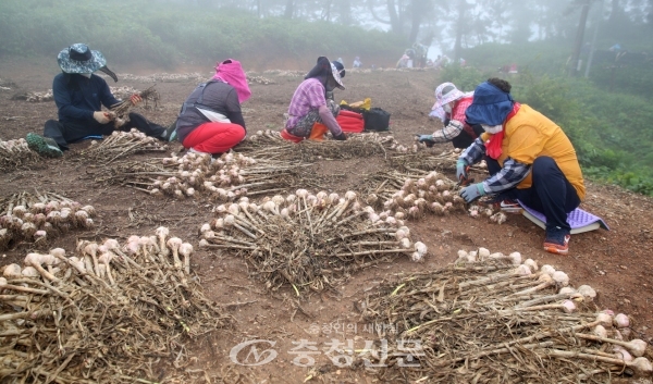 사진은 지난 2일 가의도에서 농민들이 종구를 수확하는 모습.