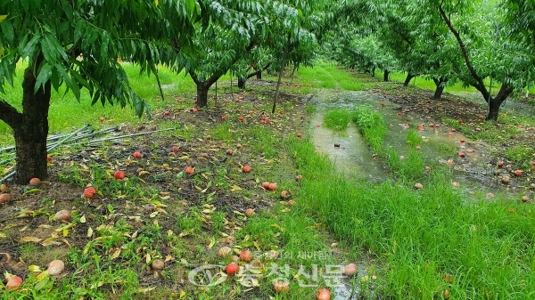 8일 충북 영동 내 한 농가. 집중호우로 수확을 앞둔 복숭아가 떨어져있다. (사진=이정화 기자)