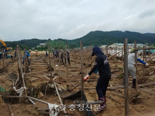 충북도 농정국 직원들 피해복구 모습