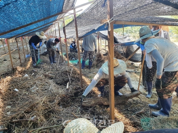 지난 19일 가스기술공사 직원들이 집중호우로 피해를 입은 충남 금산군 지역 인삼밭에서 수해피해 복구 봉사활동을 하고있다. (사진=한국가스기술공사 제공)
