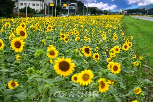 제천시 모산동 비행장 주변 꽃밭에 해바라기꽃이 만개하고 있다.(사진=조경현 기자)