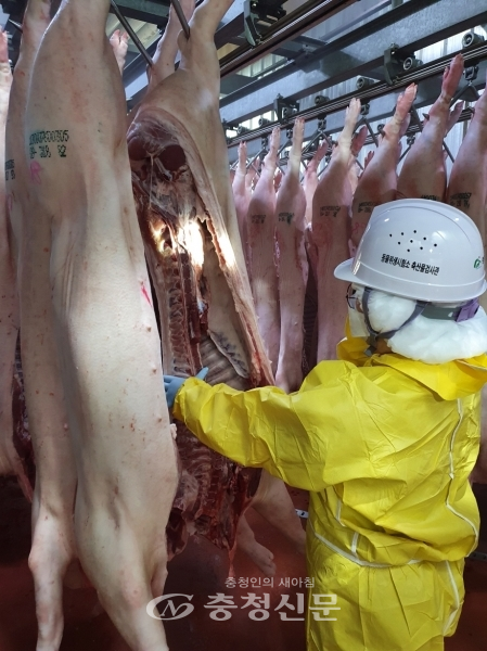 축산물 검사관이 수출 전 도축된 돼지고기 상태를 살피는 모습 (사진=충북도 제공)