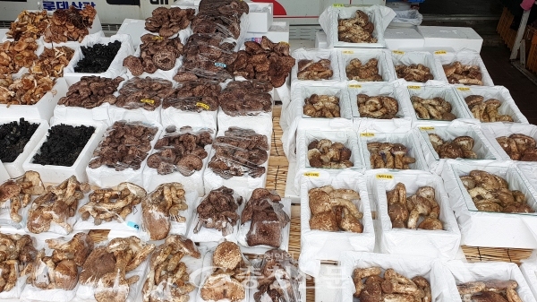 청천 지역 4일 기준 송이버섯 1등급이 ㎏당 30만원에 판매되고 있다. (사진=지홍원 기자)