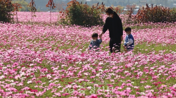 엄마를 따라 덕산읍 코스모스 꽃밭을 산책하는 아이들. (사진=김정기 기자)
