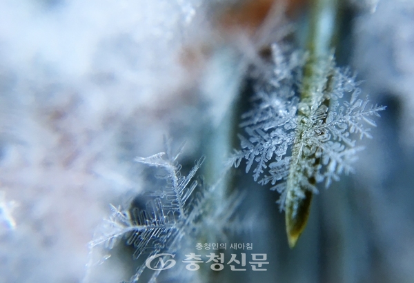 상강은 서리가 내리는 시기다. (Pixabay 이미지)