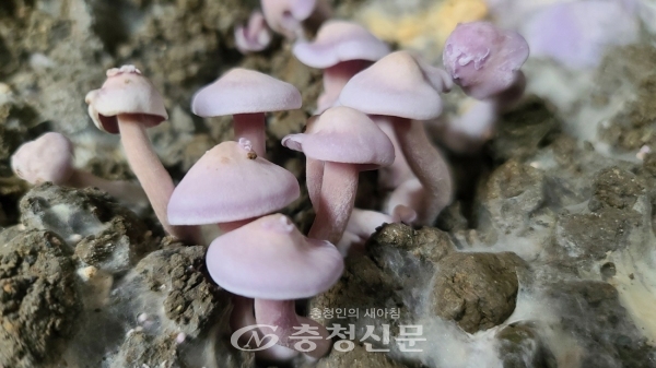 인공재배용‘민자주방망이버섯’ (충북도  제공)