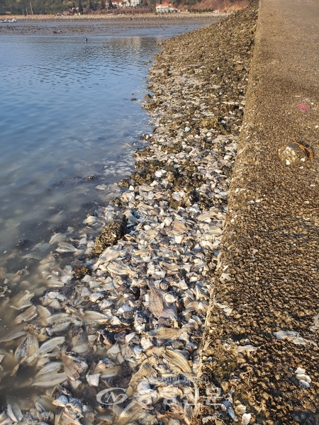 충남 태안 민어도선착장주변이 생선 사체들로 뒤덮혀 있다.(사진=김정식 기자)