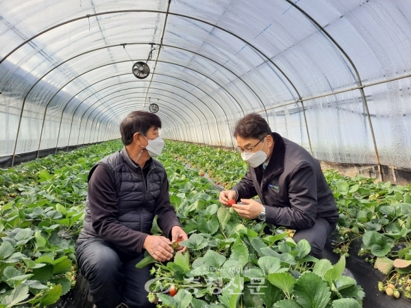 농협은행 김동영 제천시지부장(오른쪽)이 딸기 재배 농민으로부터 설명을 듣고 있다. (사진=농협 제천시지부 제공)