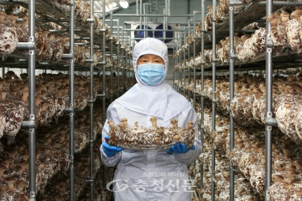 표고버섯 재배시설 (사진=금산군 제공)