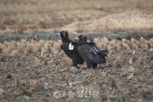 서산 천수만에서 확인된 몽골 윙택을 부착한 독수리 사진(서산버드랜드사업소 제공)