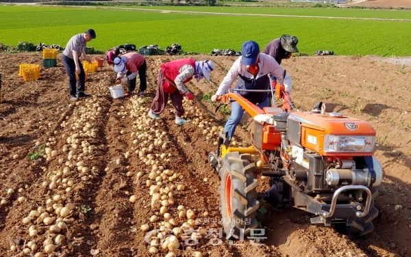 사진은 남면 원청리 한 농가에서 경운기 부착용 수확기를 이용해 감자를 수확하고 있는 모습 (사진=태안군 제공)