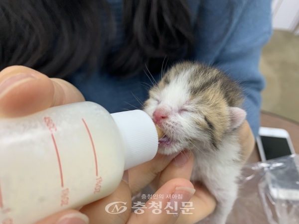 유기된 새끼 고양이를 구출해 젖을 먹이는 모습(사진=서일애니팜 제공)