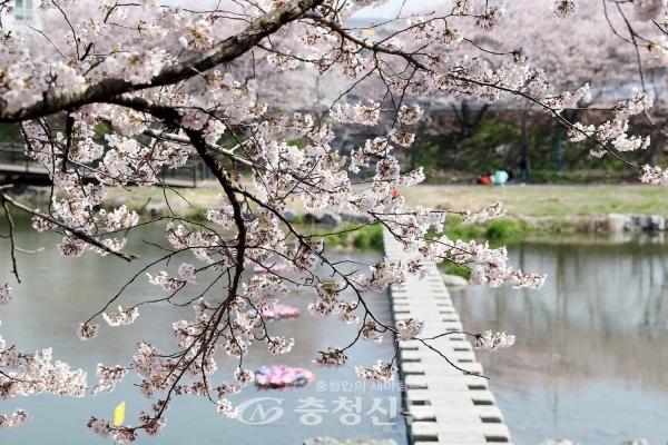 지난 2019년 해미천에 핀 벚꽃(서산시 제공)