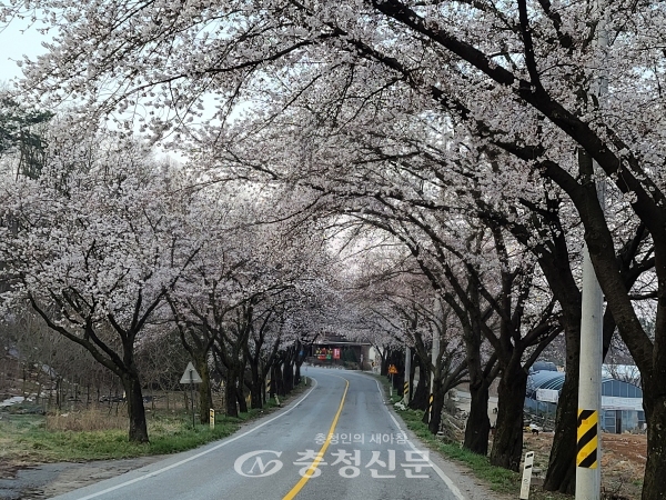지난해 제천 청풍면 일원에 벚꽃이 만개하고 있다.  (사진=조경현 기자)