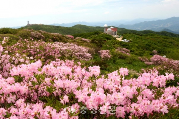 지난해 단양 소백산 철쭉꽃 모습 (사진=단양군 제공)