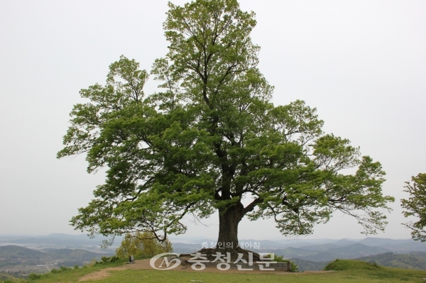 부여 가림성 느티나무(사랑나무) 전경 (사진=부여군 제공)