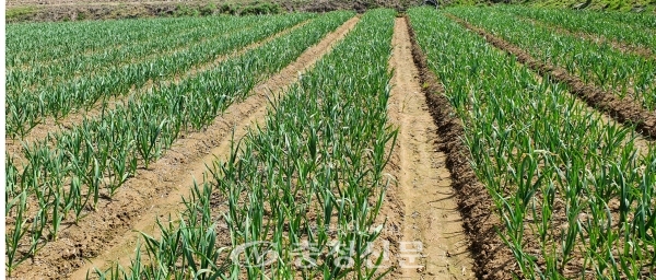 청양군농업기술센터가 포근한 날씨와 때맞춘 봄비로 양념채소의 생육이 활발해진 가운데 안정생산을 위한 예방적 병충해 방제를 당부했다. (사진=청양군 제공)