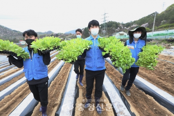 지난 16일 KT&G가 코로나19 여파로 인력난을 겪는 잎담배 농가를 돕기 위해 잎담배 이식 봉사를 실시했다. 사진은 봉사에 참가한 임직원들이 이식 작업을 진행하고 있는 모습. (사진=KT&G 제공)