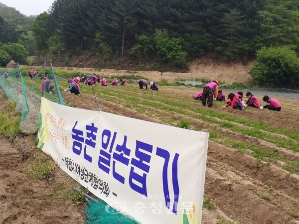제천시여성단체협의회 회원들이 봉양읍 소재 황기밭에서 잡풀제거 작업을 펼치고 있다. (사진=제천시 제공)