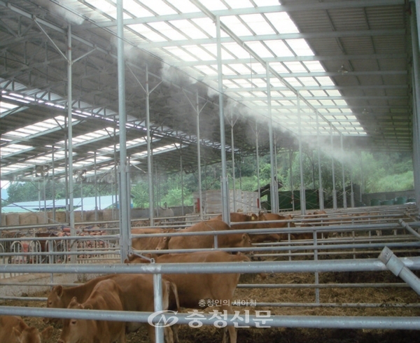 청양군농업기술센터가 고온기 가축의 발육 저하와 번식 장애, 폐사를 막기 위한 관리요령 홍보에 나섰다. (사진=청양군 제공)