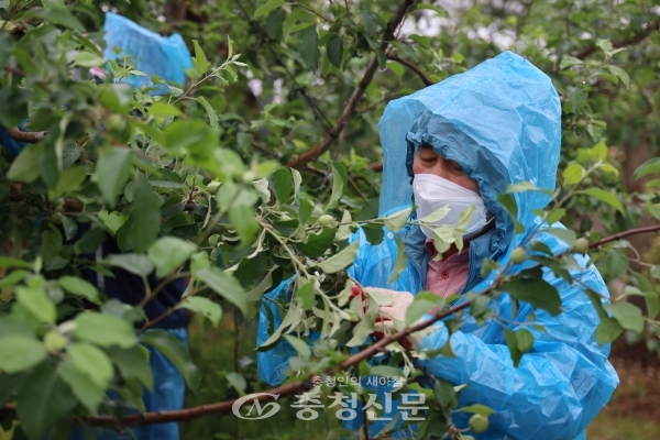 김지철 충남교육감이 지난 21일 일손부족을 겪고 있는 예산의 한 사과농가에서 열매를 솎고 있다. (사진=충남교육청 제공)