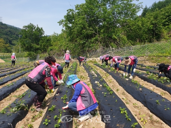제천시여성단체협의회 회원들이 일손부족 농가를 찾아 잡초제거작업을 펼치고 있다. (사진=제천시 제공)