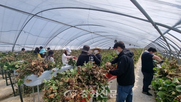 부여군시설관리공단 임직원 30여명은 지난 4일  남면 삼용리 소재 딸기농장을 방문해 희망 나눔 농촌봉사활동을 벌였다. (사진=부여군 제공)