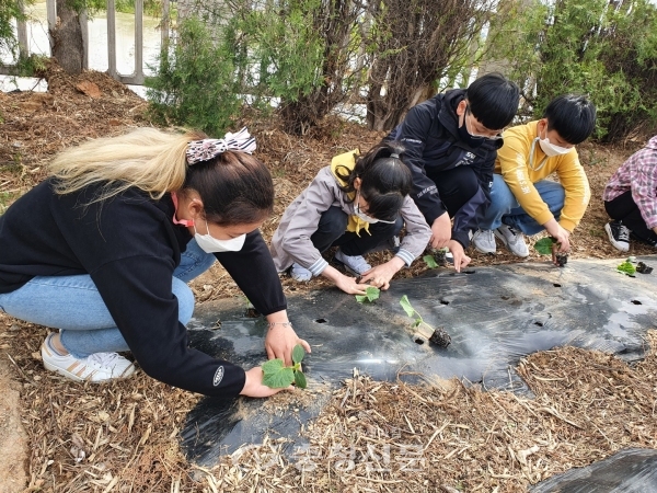 청룡초등학교 어린이들이 고사리손으로 텃발을 일구고 있는 모습이 자목 진지하다.