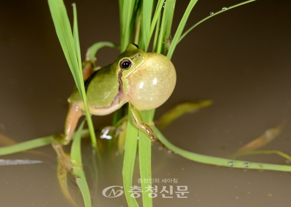 수원청개구리(사진=충남연구원 제공)
