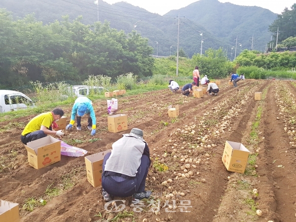 달천동주민자치위원회위원 20여 명은 22일 이른 새벽부터 감자 수확으로 구슬땀을 흘렸다. (사진=충주시 제공)