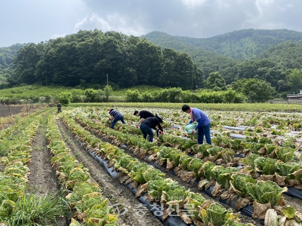 옥천군 청성면 지역사회보장협의체에서 배추를 수확하고 있다. (사진=청성면 제공)