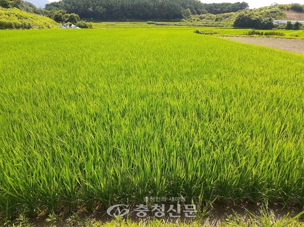 청양군이 고품질 쌀 생산 위한 이삭거름 적기 사용 당부했다. (사진=청양군 제공)