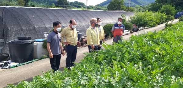 단양 수박농가를 찾은 류한우 군수(왼쪽 두번째)가 해당 농민의 의견을 나누고 있다. (사진=단양군 제공)