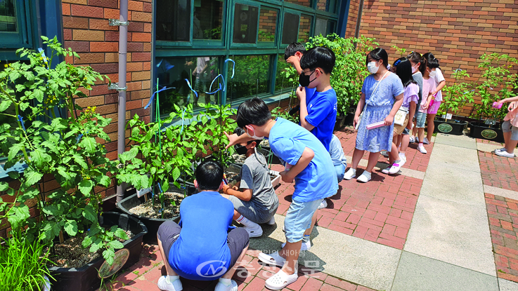 갈마초등학교 학생들이 학급 작물을 돌보고 있다.(사진=갈마초 제공)