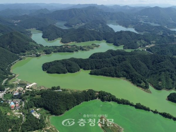 연일 계속되는 폭염에 녹조 뒤덮인 대청호 (사진=연합뉴스)