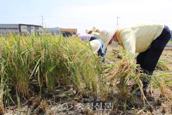 충남도 농업기술원이 6일  당진해나루쌀조합공동사업법인에서 빠르미 벼 이기작 수확·이앙 행사’를 개최했다.(사진= 충남도 제공)