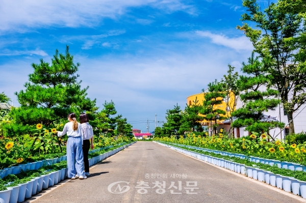 고북면 국화황토공원에 만개한 해바라기(서산시 제공)