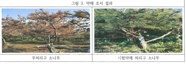 약해조사결과 무처리구 소나무(왼쪽) 시험약제 처리구 소나무(오른쪽). (사진=대덕바이오 제공)