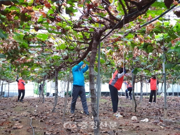 1일 대전·산내농협 임직원들이 대전 동구 상소동 청년농업인 포도 재배 농가를 찾아 현장지원을 실시하고 있다. (사진=농협중앙회 대전지역본부 제공)