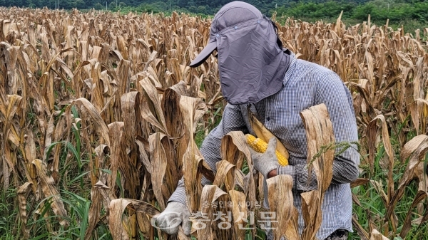 괴산군 농업기술센터는 전국 최초로 보급종 단계의 유기농 옥수수 종자 생산에 성공했다. (사진=괴산군 제공)