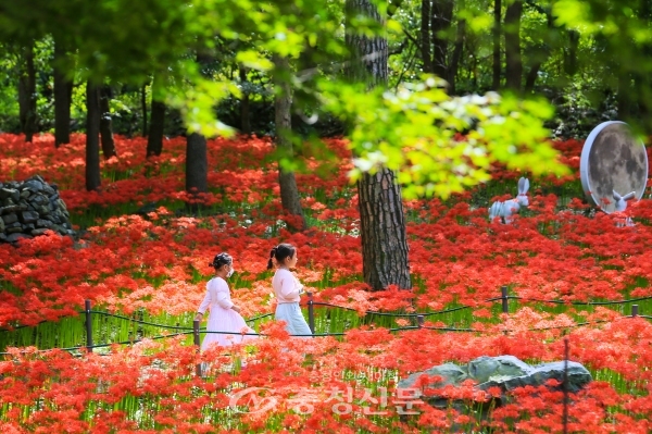 보령시 성주산자연휴양림에 가을을 맞아 꽃무릇이 진홍색 꽃망울을 터트려 장관을 이루고 있다. (사진=보령시 제공)