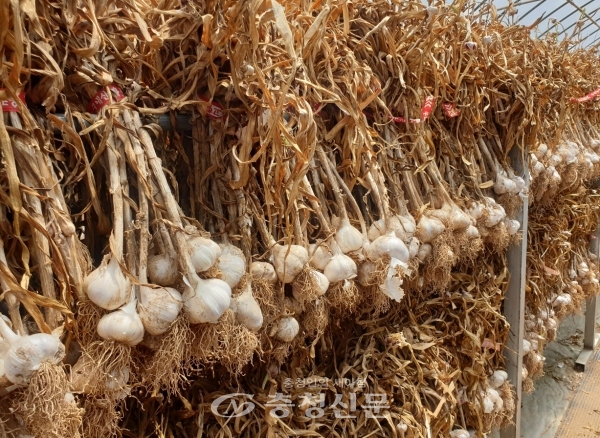 단양황토마늘 정보화마을이 올해 수확한 마늘을 온·오프라인 공동 판매를 실시해 40t을 판매했다. (사진=단양군 제공)