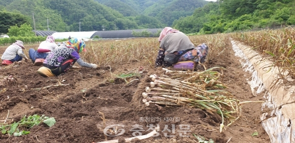 단양군이 지역 대표 농산물인 단양황토마늘 경작 농가를 대상으로 농작물 재해보험 가입을 독려하고 나섰다. (사진=단양군 제공)