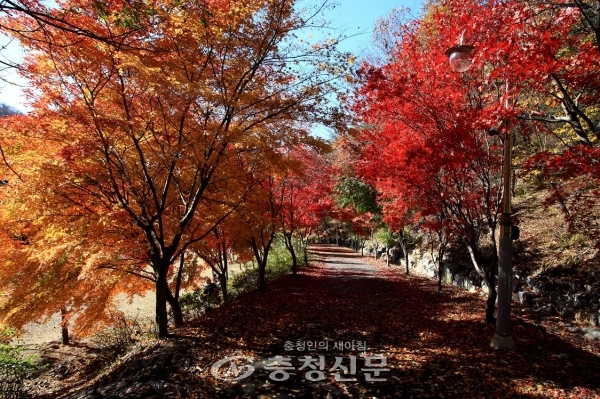 붉은 단풍 성주산 (사진=보령시 제공)