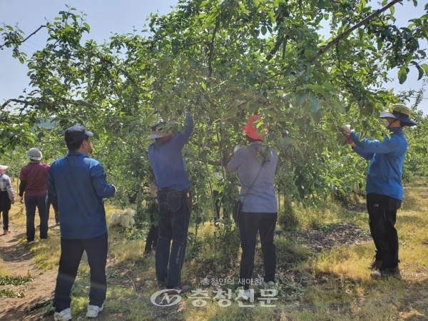 예산군 농정유통과 직원들이 가을철 농번기를 맞아 농촌 일손돕기에 나서 사과수확을 돕고 있다. (예산군 제공)