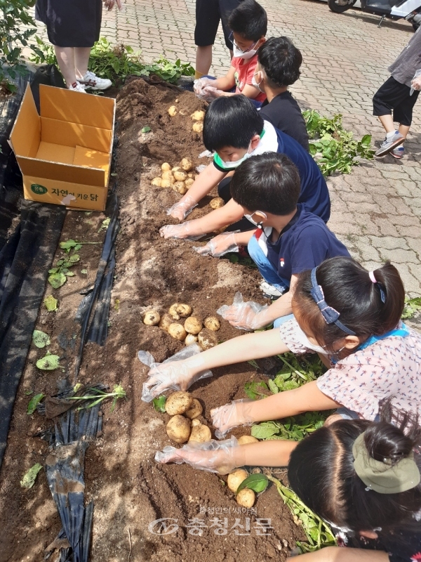 신양초등학교 아이들이 텃밭에서 자신들이 심고 가꾼 감자를 캐고 있다.