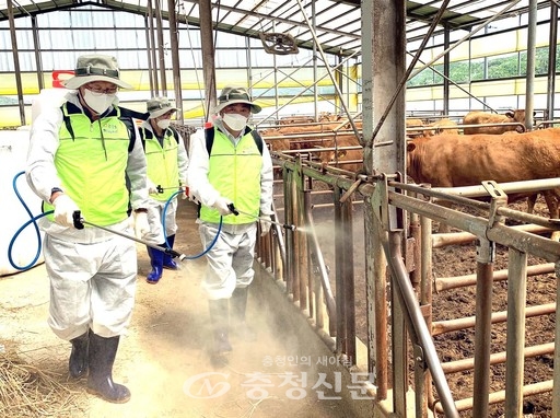 충남세종농협 임직원들이 축산악취 개선을 위해 냄새저감제를 살포하고 있다.