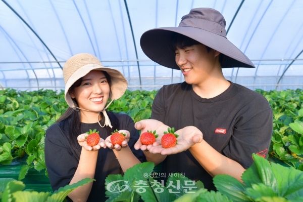 예산에 귀농해 딸기농사로 구슬땀을 흘리고 있는 김수빈, 이병호 부부. (예산군 제공)